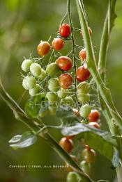 Image du Maroc Professionnelle de  Avec l'introduction des cultures sous abris serres, la région de Dakhla est devenue en très peu de temps célèbre pour ces productions de fruits et légumes destinés à l’export.  Sous d’immenses serres, la production des tomates en grappes bénéficie d’un climat phénoménalement ensoleillé, tempéré et régulier, Mardi 21 Novembre 2006. (Photo / Abdeljalil Bounhar)